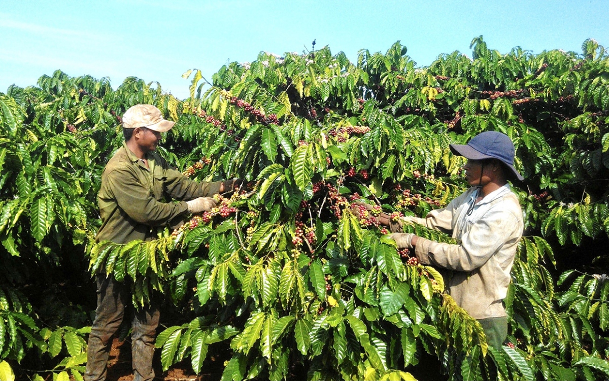 K COFFEE và hành trình phát triển bền vững cà phê nguyên chất tại Việt Nam